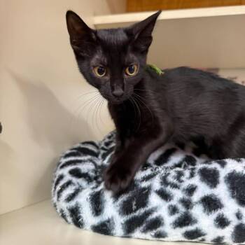 Vesper -  Domestic Short Hair Cat for Adoption in Buffalo, New York - Vesper | PetCurious
