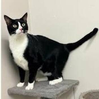 Domestic Short Hair Cats Available for Adoption in Calverton, New York - Sug | PetCurious