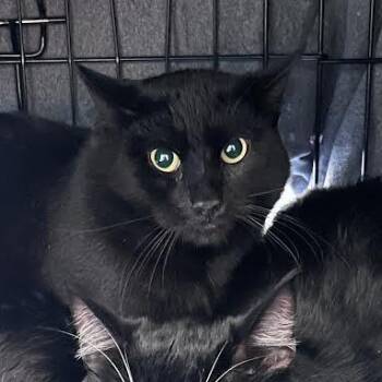 Dark Cloud -  Domestic Short Hair Cat for Adoption in Fairport, New York - Dark Cloud | PetCurious