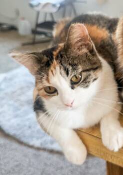 Rescue Domestic Short Hair Cats for Adoption in Price, Utah - Honey | PetCurious