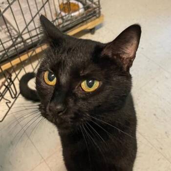 Squeaky -  Domestic Short Hair Cat for Adoption in Spencer, Indiana - Squeaky | PetCurious