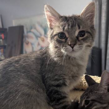 Rescue Domestic Short Hair Cats for Adoption in Las Vegas, Nevada - Kalabar | PetCurious