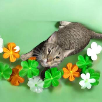Hercules -  Domestic Short Hair Cat for Adoption in Gonzales, Louisiana - Hercules | PetCurious
