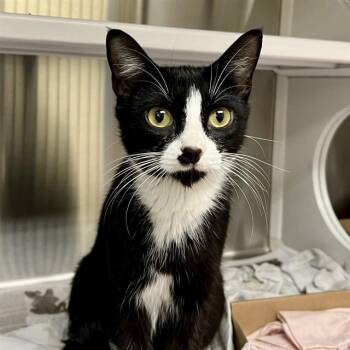 SAPPHIRE -  Domestic Short Hair Cat for Adoption in St. Louis, Missouri - SAPPHIRE | PetCurious
