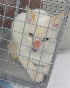 MIKE -  Domestic Short Hair Cat for Adoption in Houston, Texas - MIKE | PetCurious