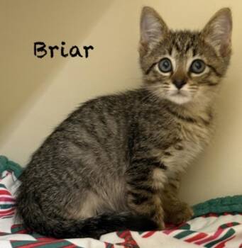 Briar -  Domestic Short Hair Cat for Adoption in Pawleys Island, South Carolina - Briar | PetCurious