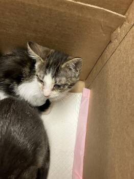 Domestic Short Hair Cats Available for Adoption in Long Beach, California - LOON | PetCurious