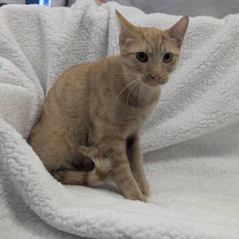 Sophie -  Domestic Short Hair Cat for Adoption in Wahiawa, Hawaii - Sophie | PetCurious