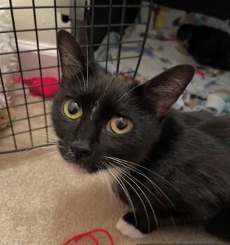 Rescue Domestic Short Hair Cats for Adoption in Pomona, New York - Hunter | PetCurious