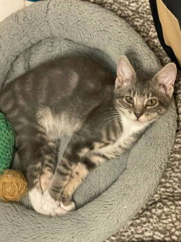 Rescue Domestic Short Hair Cats for Adoption in Los Angeles, California - Daisy Lou | PetCurious