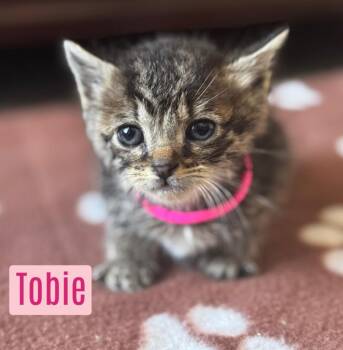 Domestic Short Hair Cats Available for Adoption - Tobie | PetCurious