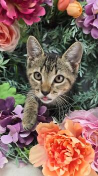 Fig - The Fearless -  Domestic Short Hair Cat for Adoption in Ocean Springs, Mississippi - Fig - The Fearless | PetCurious