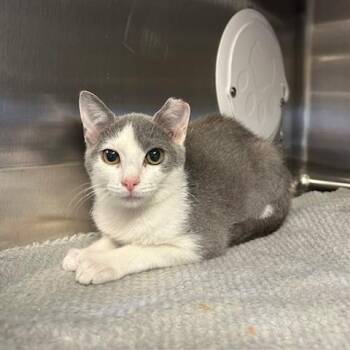 Queso -  Domestic Short Hair Cat for Adoption in Knoxville, Tennessee - Queso | PetCurious