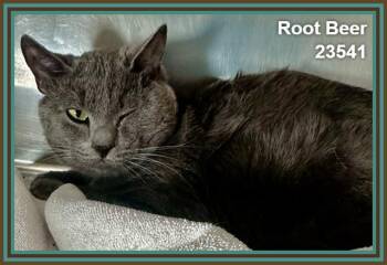 ROOT BEER (see also DARWIN) -  Domestic Short Hair Cat for Adoption in Marietta, Georgia - ROOT BEER (see Also DARWIN) | PetCurious