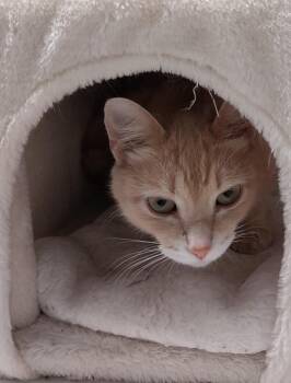 Irish Lassie * IN FOSTER * -  Domestic Short Hair Cat for Adoption in South Bend, Indiana - Irish Lassie * IN FOSTER * | PetCurious