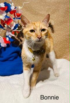 Bonnie -  Domestic Short Hair Cat for Adoption in Groveland, Massachusetts - Bonnie | PetCurious