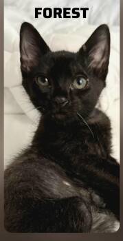 Domestic Short Hair Cats Available for Adoption in Shrewsbury, Massachusetts - Foster - Aka Hunter | PetCurious