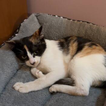 Rescue Domestic Short Hair Cats for Adoption in Brownsboro, Alabama - Chikki | PetCurious