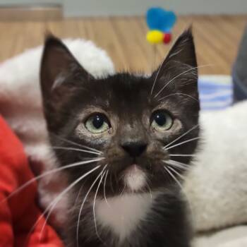 Rescue Domestic Short Hair Cats for Adoption in Sarasota, Florida - Lady Snugglepaws | PetCurious