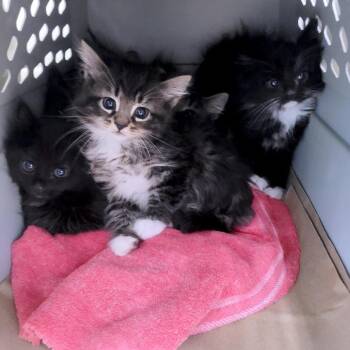 Rose -  Domestic Medium Hair Cat for Adoption in South Burlington, Vermont - Rose | PetCurious