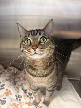 Apollo -  Domestic Short Hair Cat for Adoption in Heber City, Utah - Apollo | PetCurious