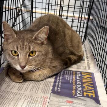 Domestic Short Hair Cats Available for Adoption in Tuscaloosa, Alabama - TUSC-Wildlife-84387 | PetCurious