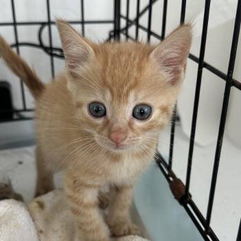 Dora -  Domestic Medium Hair Cat for Adoption in San Juan, San Juan - Dora | PetCurious