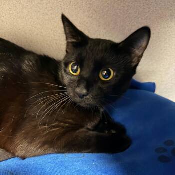 Domestic Short Hair Cats Available for Adoption in Goleta, California - Cookie | PetCurious