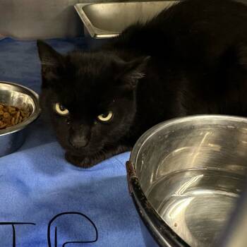 Rescue Domestic Short Hair Cats for Adoption in Galax, Virginia - Mortisha | PetCurious