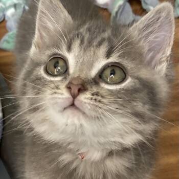 Beesbury of Honeyholt -  Domestic Short Hair Cat for Adoption in Fredericksburg, Virginia - Beesbury Of Honeyholt | PetCurious