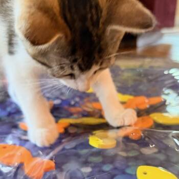 Duke -  Domestic Short Hair Cat for Adoption in Honeoye, New York - Duke | PetCurious