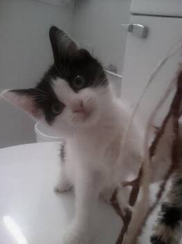 Ryan Hoopes -  Domestic Short Hair Cat for Adoption in Philadelphia, Pennsylvania - Ryan Hoopes | PetCurious