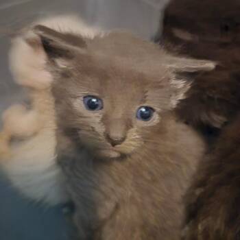 Mocha -  Domestic Short Hair Cat for Adoption in Grantsville, Utah - Mocha | PetCurious