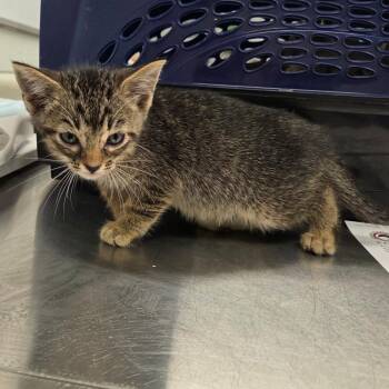Moe -  Domestic Short Hair Cat for Adoption in Chattanooga, Tennessee - Moe | PetCurious