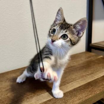Moe -  Domestic Short Hair Cat for Adoption in Houston, Texas - Moe | PetCurious