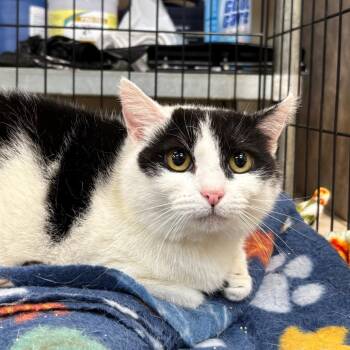 Domestic Short Hair Cats Available for Adoption in Birmingham, Alabama - Kitty Girl | PetCurious