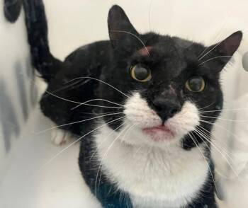 Domestic Short Hair Cats Available for Adoption - Weasley | PetCurious
