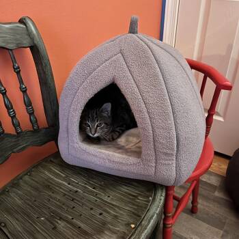 Domestic Short Hair Cats Available for Adoption in Abingdon, Maryland - 0126-161 Nutmeg | PetCurious
