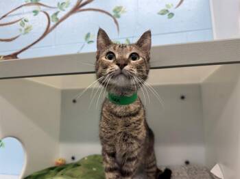 DECEVIA MANN -  Domestic Short Hair Cat for Adoption in Peoria, Illinois - DECEVIA MANN | PetCurious