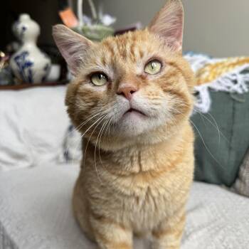 Tabby Cats Available for Adoption in Columbia, South Carolina - Brutus | PetCurious