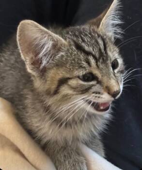 Gordie -  Domestic Short Hair Cat for Adoption in Lincoln, California - Gordie | PetCurious