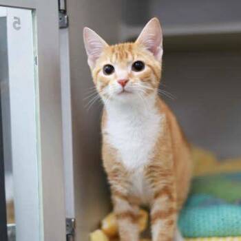 Boo Radley -  Domestic Short Hair Cat for Adoption in Atlanta, Georgia - Boo Radley | PetCurious