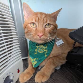 Domestic Short Hair Cats Available for Adoption in Lakewood, Colorado - Gingerale | PetCurious