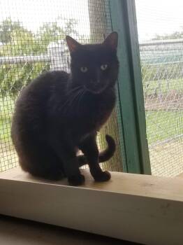 Rescue American Shorthair Cats for Adoption in Tunica, Mississippi - Midnight | PetCurious