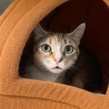 Bowie -  Domestic Short Hair Cat for Adoption in State College, Pennsylvania - Bowie | PetCurious