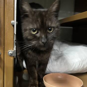 Domestic Short Hair Cats Available for Adoption - JAZ | PetCurious