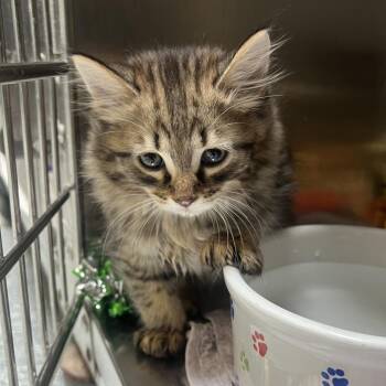 Domestic Medium Hair Cats Available for Adoption in Mentor, Ohio - Sesame Seed Bun | PetCurious