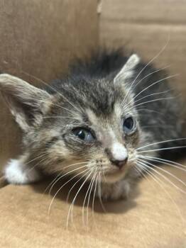 Rescue Domestic Short Hair Cats for Adoption in Dallas, Texas - BLUE | PetCurious