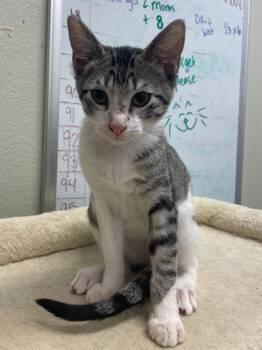 Rescue Domestic Short Hair Cats for Adoption in Neosho, Missouri - Ruby | PetCurious