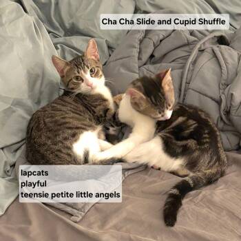 Domestic Short Hair Cats Available for Adoption - Cha Cha Slide & Cupid Shuffle | PetCurious